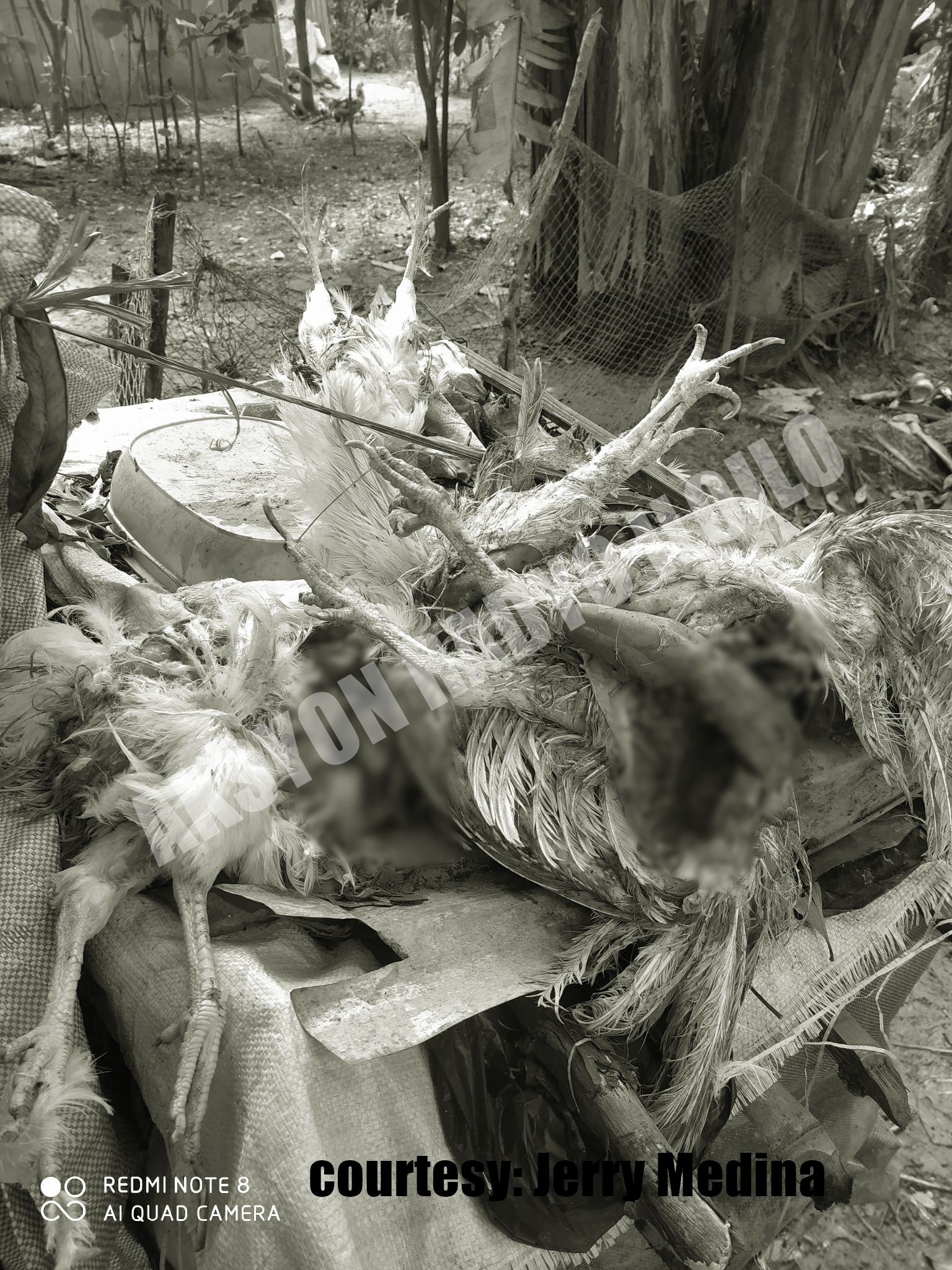 8 ka manok nasapwan nga wala na sang kasudlan sa Balasan