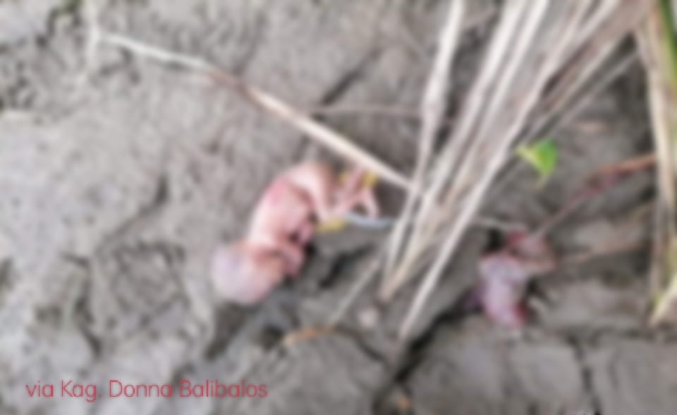 Fetus nasapwan sa higad sang suba sa Dumangas