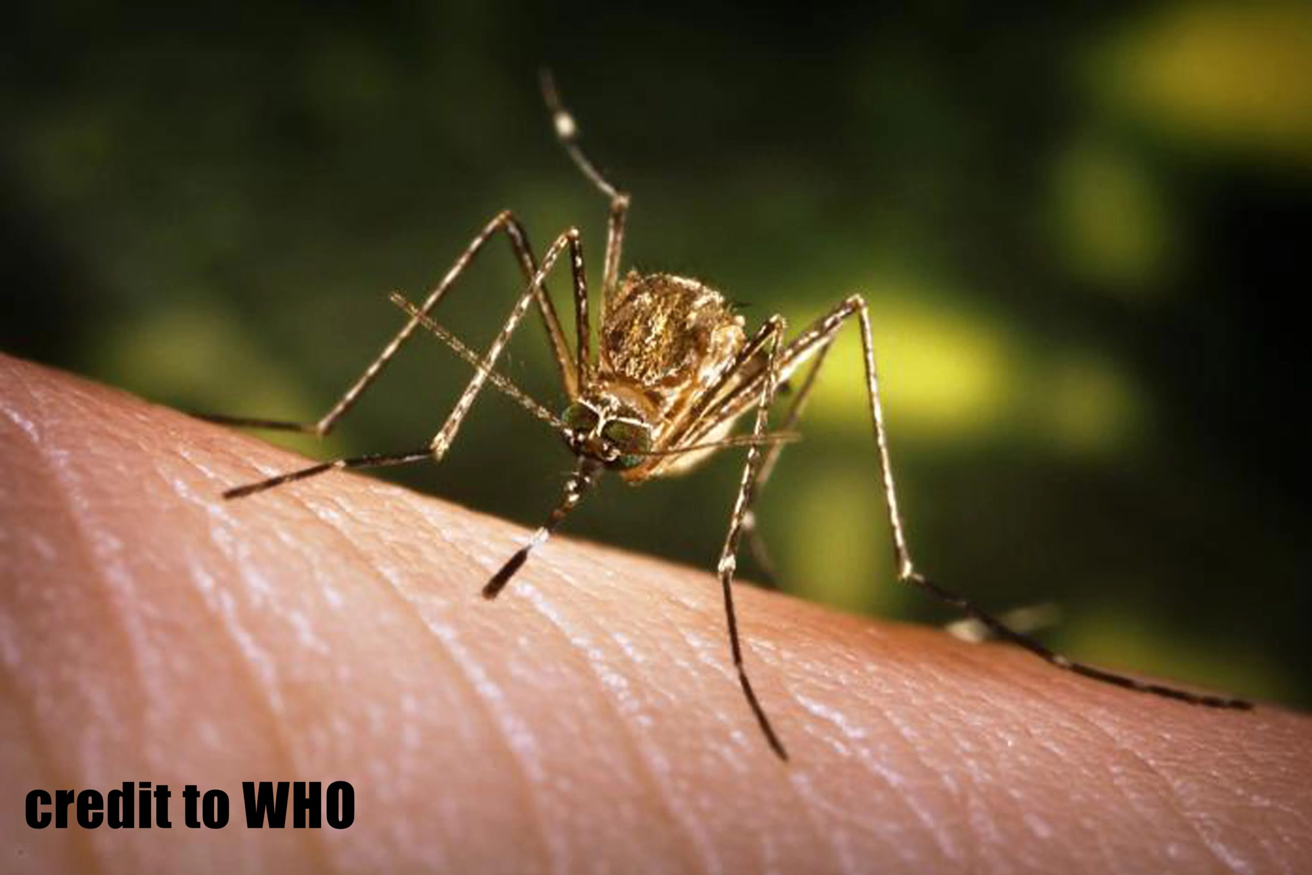 4 ka tuig nga bata nga babaye pinakauna nga kaso sang Japanese encephalitis sa Iloilo City