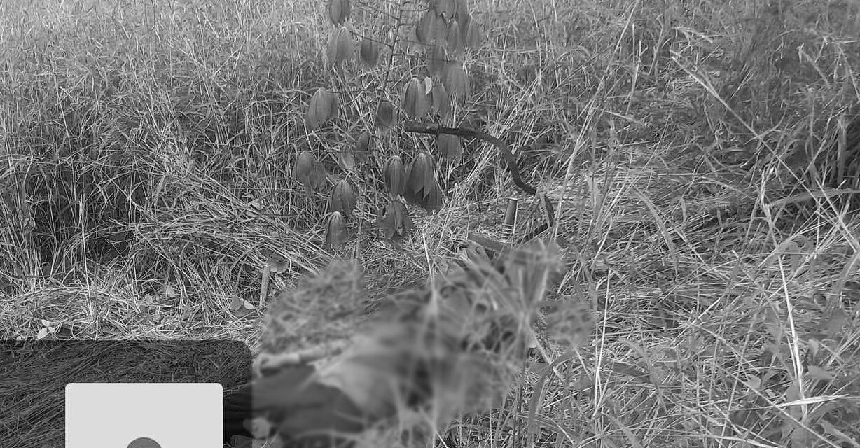 Mangunguma patay sang gintiro sa Passi City