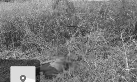 Mangunguma patay sang gintiro sa Passi City