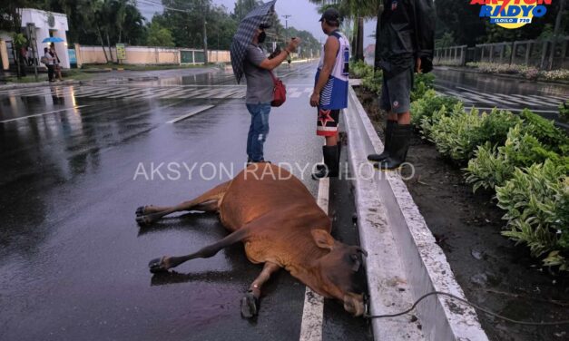 Baka nagtabog sang nabungguan sang motorsiklo sa Pavia