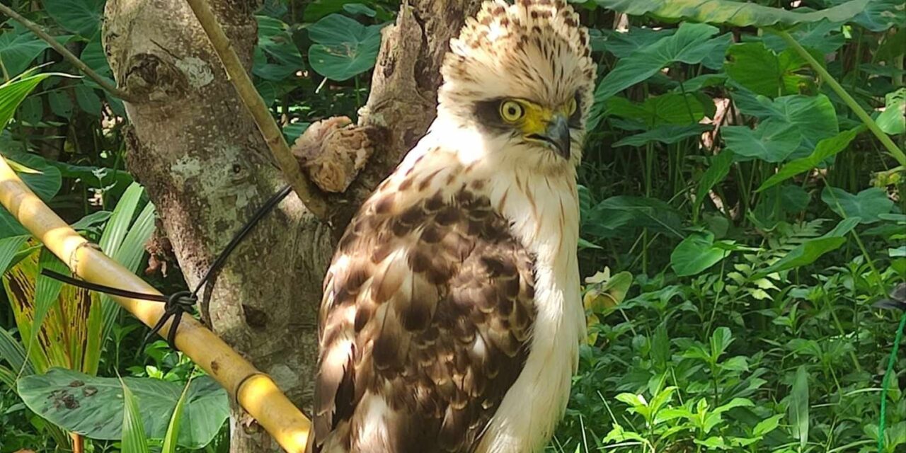 Juvenile nga Philippine Serpent Eagle nga isa sa mga endangered birds sa Pilipinas na-rescue sa Dueñas