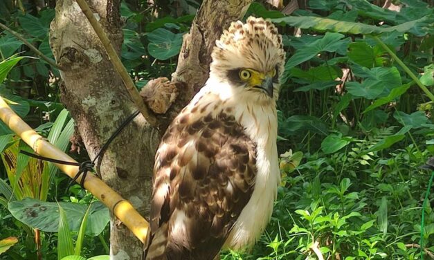 Juvenile nga Philippine Serpent Eagle nga isa sa mga endangered birds sa Pilipinas na-rescue sa Dueñas