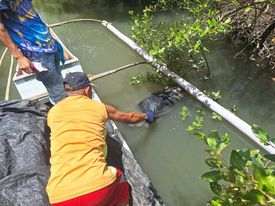 Babaye nasapwan patay sa punungan sa Dumangas; Suspek nga iya live-in partner nadakpan