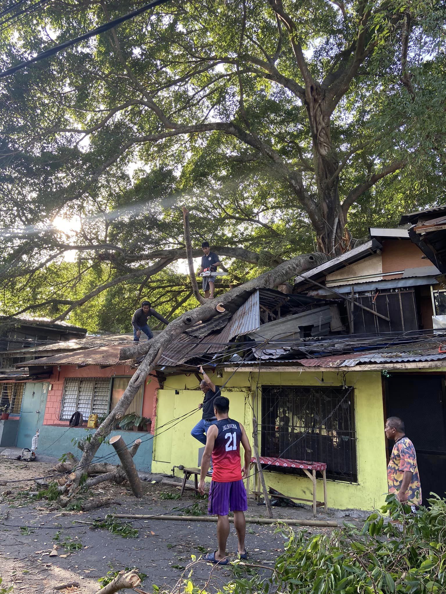 Balay sa Democracia, Jaro nahulugan sang sanga sang puno sang Lunok
