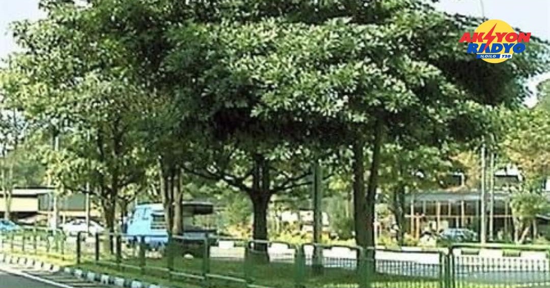 Iloilo City magakinahanglan sang 400 tubtob 500 ka Dita tree seedlings agud maislan ang mga royal palm sa Diversion Road, Mandurriao