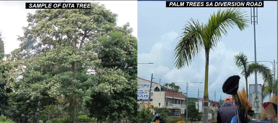 Mga palma sayluhon sa Esplanade kag mga public plaza — GSO