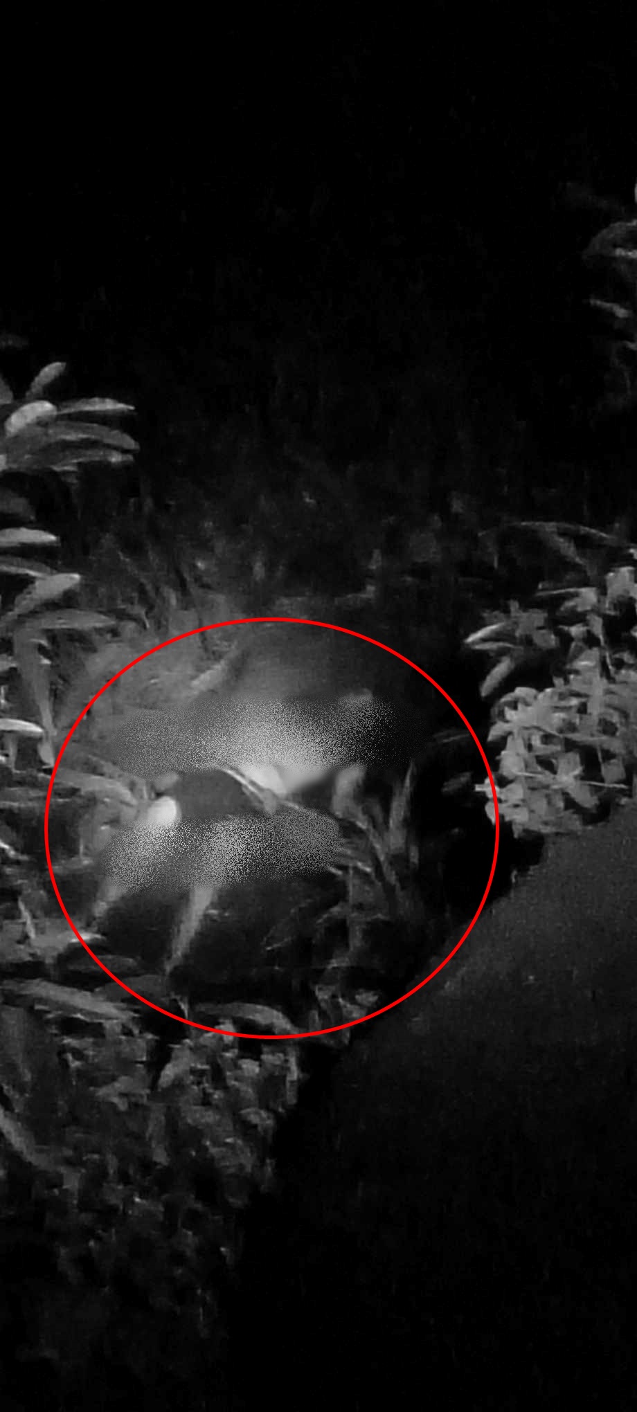 Lambunao police may 3 ka persons of interest sa pagpatay sa lalaki nga nasapwan sa Brgy. Tranghawan