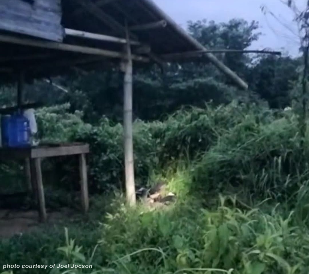 Fish vendor nasapwan patay nga may pilas sang pagkalabu sa Passi City