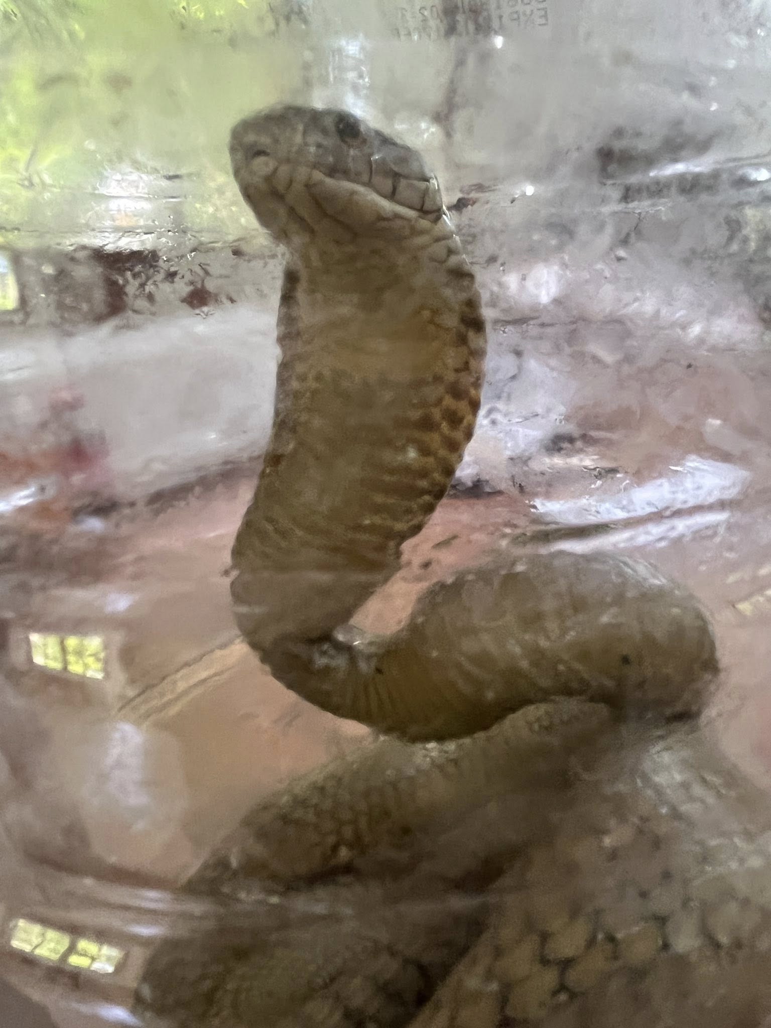 King cobra nadakpan sa Miagao