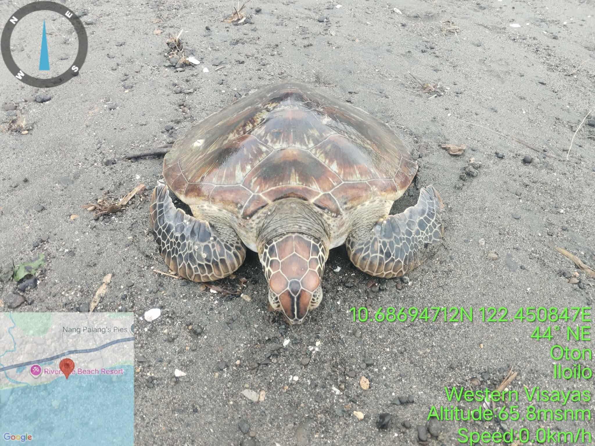 Pawikan na-rescue sa higad sang baybay sa Trapiche, Oton