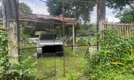 Nagabulig sa manokan patay sang gintiro sang tanod sa San Antonio, Oton