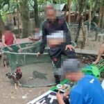 4 dakop nga nagapa-uwak sa Ingore, La Paz