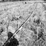 Bangkay sang e-bike driver nga may pilas sang pagkabuno nakit-an sa tunga sang talamnan sa Dumangas