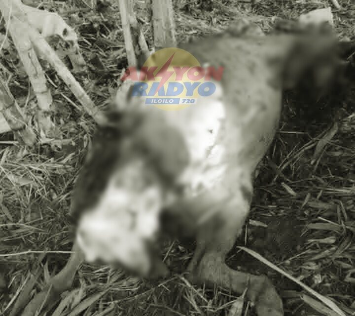 Karbaw nga ginlawig sa talamnan sa Passi City nasapwan nga ginlaslas ang puwak kag wala na sang 2 ka tiil
