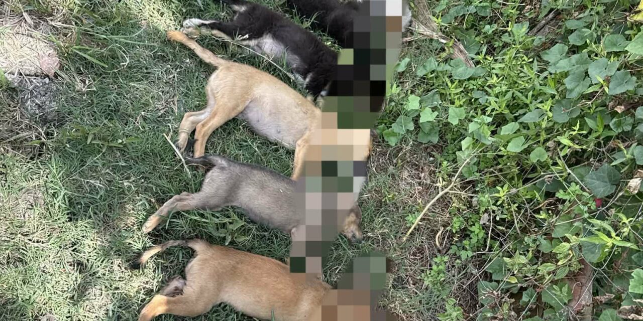 13 ka ido patay, ginapatihan ginhiluan sa San Miguel, Iloilo