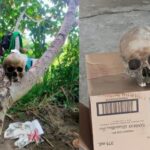 Bagul sang tawo nga nakutkutan sa Brgy. Agutayan, Sta Barbara temporaryo nga ginbutang sa punerarya