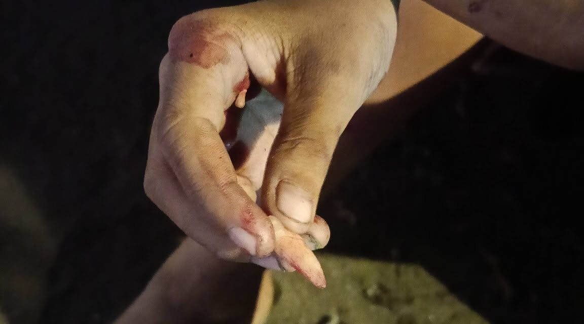 Solterito nga nanghaboy sang bato sa mga nagabantay sang jeep sa Ledesma St., City Proper nakakas ang unto sang nakamumo sa center island samtang nagapalagyo sa mga naglagas sa iya