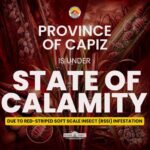 Capiz ginpaidalum sa State of Calamity tungod sa halit sang Red-striped soft scale insect sa mga tubo