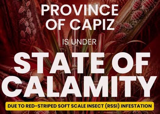 Capiz ginpaidalum sa State of Calamity tungod sa halit sang Red-striped soft scale insect sa mga tubo