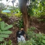 Solterito nasapwan patay sa punongan sa Brgy. Balud Lilo-an, Zarraga