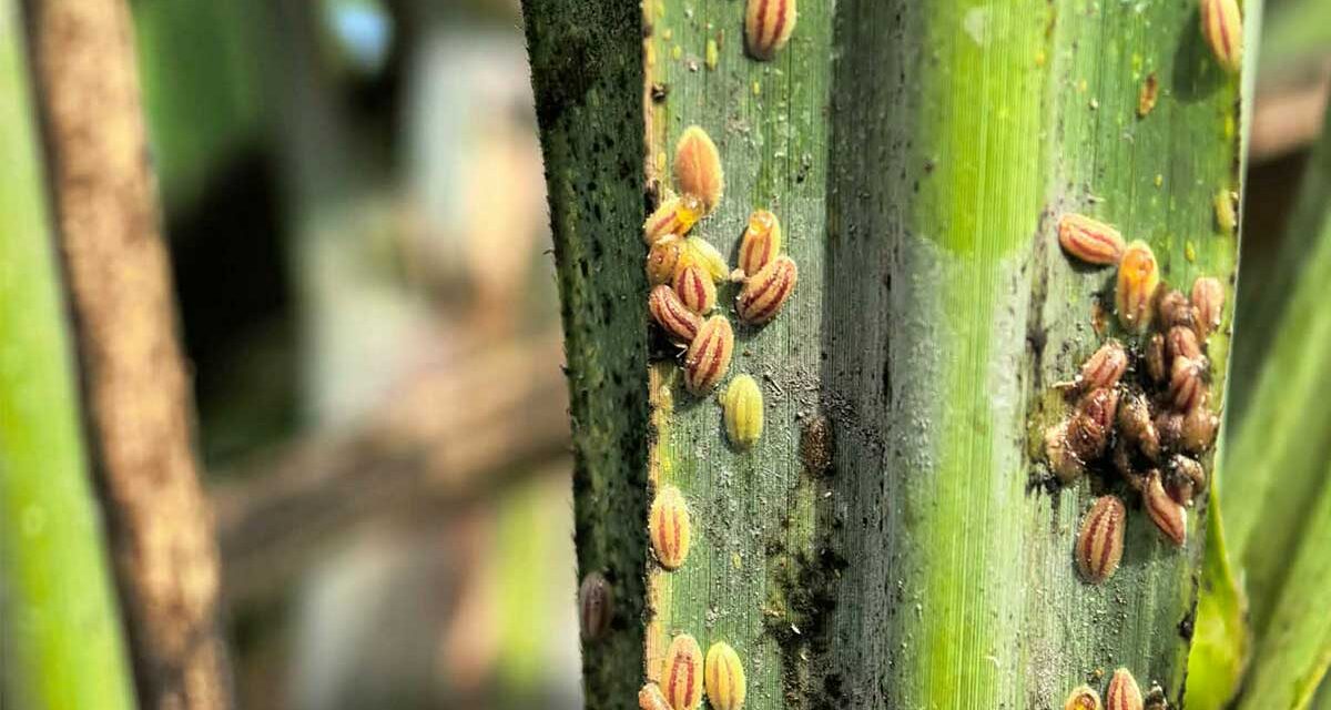 Iloilo provincial government nagpatuman sang istrikto nga quarantine measures kontra RSSI infestation