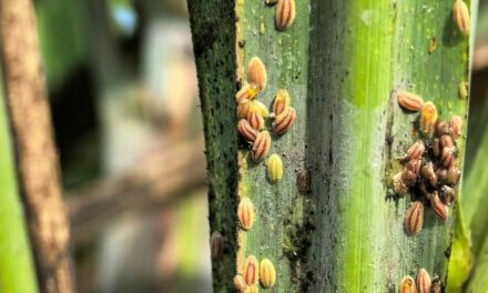 Iloilo provincial government nagpatuman sang istrikto nga quarantine measures kontra RSSI infestation