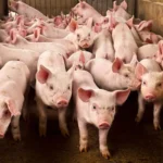 Temporary ban sang imported live hogs, pork ipatuman sa probinsya sang Iloilo sa sulod sang 2 ka bulan