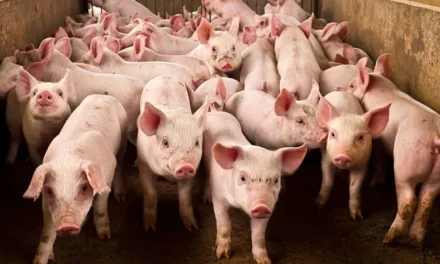 Temporary ban sang imported live hogs, pork ipatuman sa probinsya sang Iloilo sa sulod sang 2 ka bulan