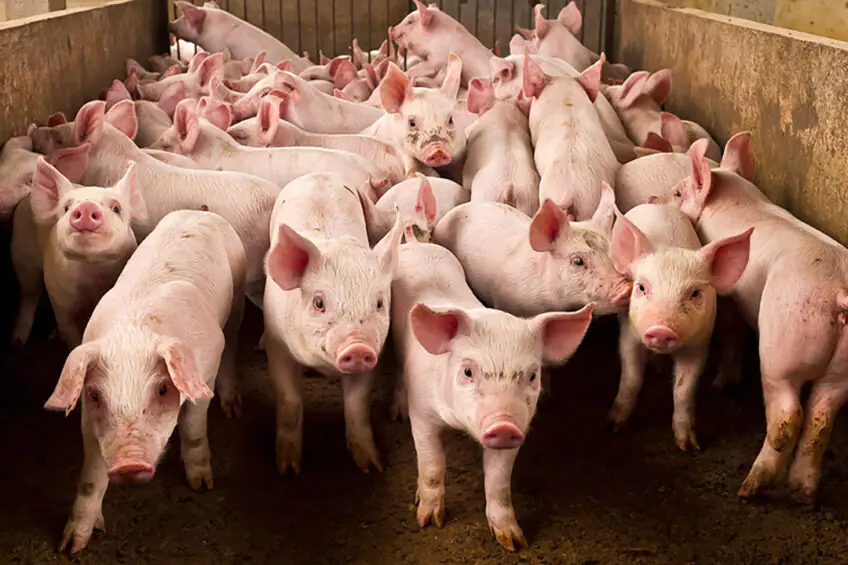 Temporary ban sang imported live hogs, pork ipatuman sa probinsya sang Iloilo sa sulod sang 2 ka bulan